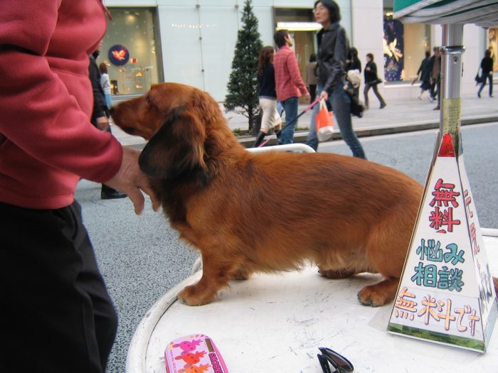 This cute dog and her human visited Judit Kawaguchi a few times. Lots of troubles unloaded. 